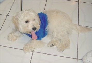 Pehme kattega valge Westiepoo koera vasakpoolne külg, mis laseb üle plaaditud põranda, kannab sinist särki, hingeldab pika keelega välja ja vaatab paremale.