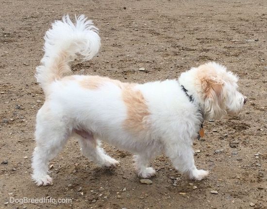 Keskmise suurusega valge ja tan koer, kes kõndib paremale üle mustuse