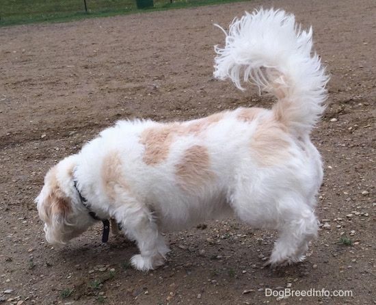 Keskmist kasvu valge ja kollakaspruun koer jalutades vasakule poole, kui ta lõhnab mustuse maad