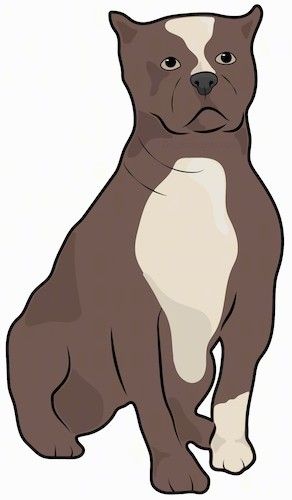 Joonis pruunist ja tanist laia rinnaga, lihaselisest koerast, millel on väikesed kärbitud kõrvad, must nina ja istuvad tumedad silmad.