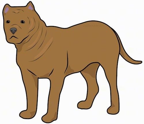 En tegning af en brun tyk, muskuløs, ekstrahudet hund med små spidse beskårne ører, en sort næse og mørke øjne med en kort firkantet snude.