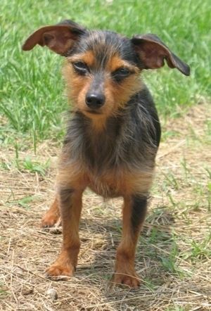 Winston, o Dorkie preto e castanho, está do lado de fora na grama marrom. Suas orelhas são muito grandes e laterais como as de um Gremlin.