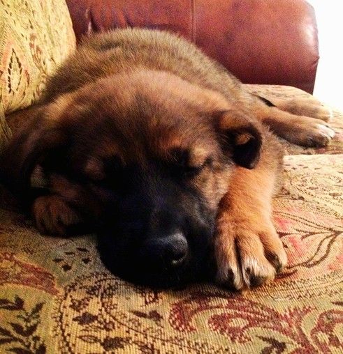 Un cucciolo di razza grande marrone nero con grandi zampe e piccole orecchie piegate, muso nero e naso nero che dorme su un divano a motivi orientali marrone.