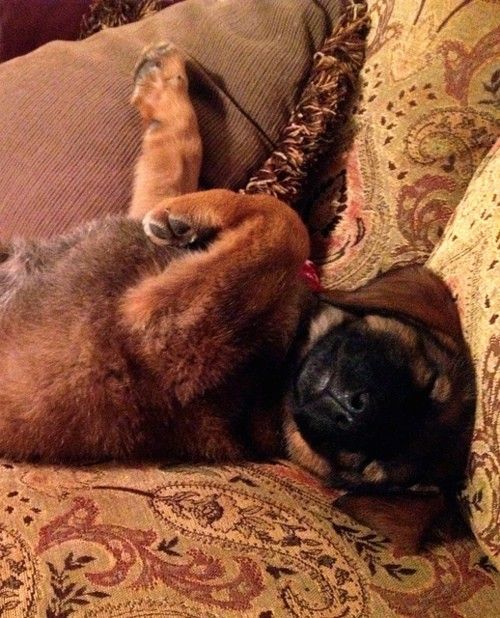 En stor rase, brun hund med svart snute, svart nese og mørk mage som legger magen opp på en solbrun orientalsk mønstret sofa. Valpene brettes ned til sidene.