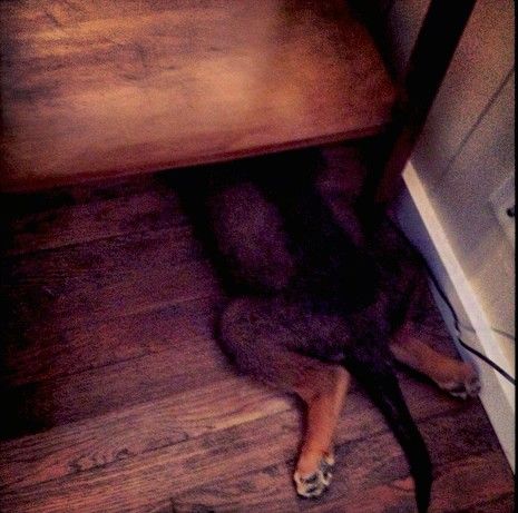 Zadný koniec hnedého psa s čiernym chvostom a tmavším chrbtom, ktorý sa ukladá predným koncom pod drevený stôl na tmavohnedej podlahe z tvrdého dreva.