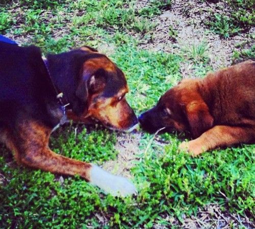 Một con chó săn ba màu trông giống chó săn Beagle đang đối mặt với một con chó con màu nâu giống lớn nhỏ hơn với mõm đen bên ngoài bãi cỏ.