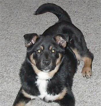 Кэмпбелл черно-подпалый и белый щенок евро-маунтин-шепарнеса лежит на коричневом ковре и смотрит вверх.