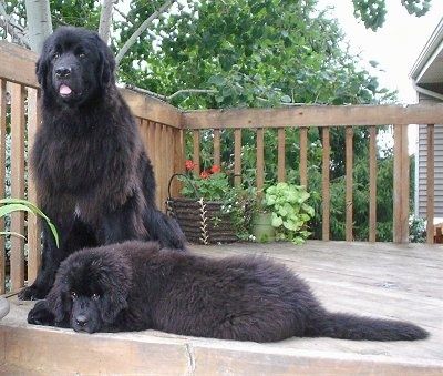 Μπροστινή όψη - Ένας μεγάλος φυλός, αφράτος μαύρος σκύλος Newfoundland στέκεται σε μια αμμώδη παραλία και πίσω από αυτό είναι ένα σώμα νερού. Ο σκύλος μοιάζει με αρκούδα.