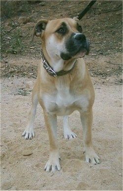 Set forfra - En brunbrun med hvid og sort Presso de Presa Mallorquin hund står i snavs og kigger op og til højre.