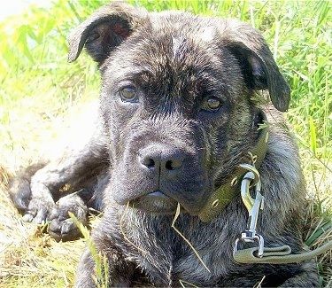 Tiro a la vista frontal del cap i de la part superior del cos: un gos mallorquí negre i marró de Perrode Presa mullat està posat a l’herba i està mirant cap endavant.