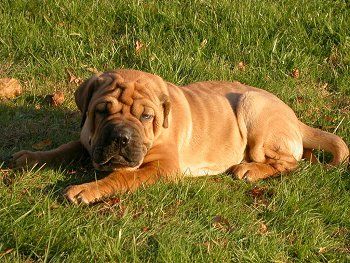 Страничен изглед - Жълто кученце Presso de Presa Mallorquin лежи в тревата и гледа напред. Това е бръчки с много допълнителна кожа.
