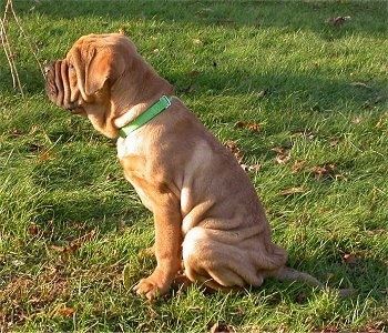Vista lateral de um cachorrinho bronzeado de Presso de Presa Mallorquin sentado na grama, olhando para a esquerda.