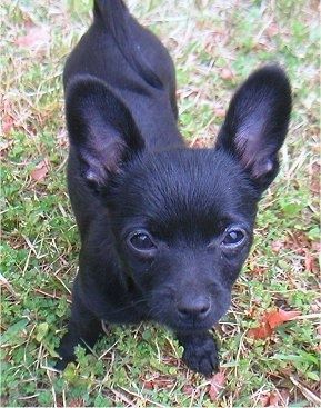 Uždaryti vaizdas iš viršaus, žiūrint žemyn į šunį iš viršaus - žole stovi trumpai dengtas, blizgantis juodas „Pomchi“ šuniukas, kuris žiūri į viršų.