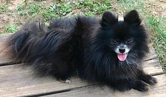 Pūkuotas mažas juodas šuo su labai storu ilgu kailiu, mažomis ausimis, kurios atsistoja iki taško, tamsios akys, juoda nosis ir pilkas snukis, gulintis ant medinio iškylos stalo lauke