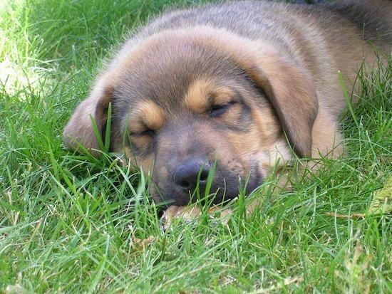 Vista frontal de perto - Um filhote de cachorro Shepweiler pequeno e fuzzy preto com marrom está dormindo na grama e está olhando para frente.