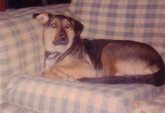 Set fra siden - En stor sort med brun Shepweiler-hund ligger på bagsiden af ​​en blå og tan plaid sofa og ser frem.