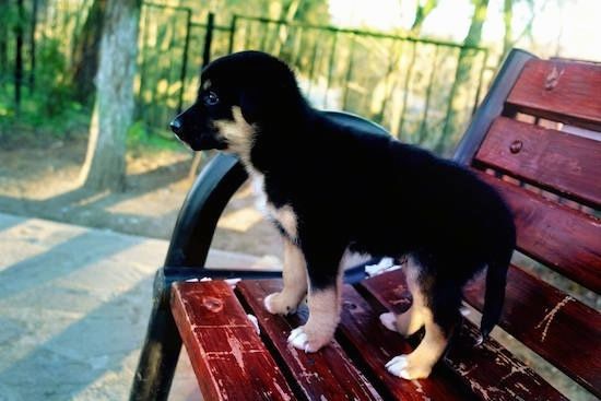 Un petit chiot Shepweiler noir, beige et blanc debout sur un banc de parc rouge à la recherche au loin