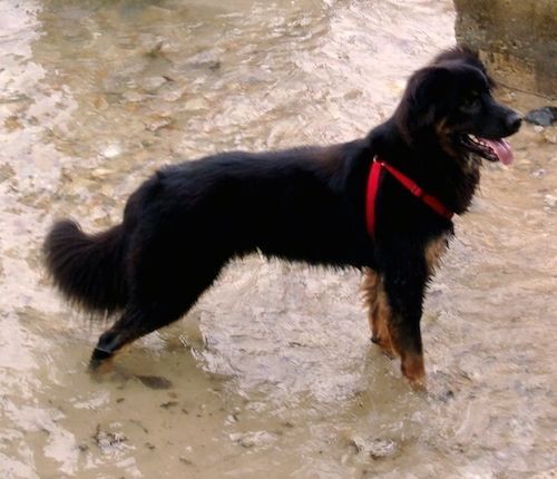 Profil de droite - Un chien Shepweiler noir, feu et blanc portant un harnais rouge debout dans un ruisseau regardant vers la droite. Sa bouche est ouverte et sa langue est sortie.