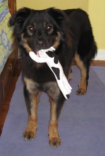 Vedere frontală - Un câine Shepweiler cu păr mediu, negru, cafeniu și alb, care stă pe un covor și așteaptă cu nerăbdare. Are o jucărie de vacă de pluș albă și neagră în gură.