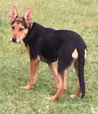Venstre bagside af en sort med solbrun Shepweiler hvalp, der går på tværs af græs. Det ser frem. Hunden har store perk ører, der står lige op.