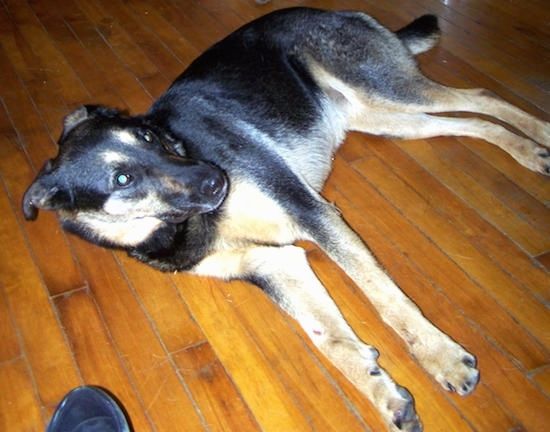Un câine Shepweiler de culoare neagră și de culoare cafenie, așezat pe partea dreaptă pe o podea din lemn de esență înaltă, cu ochii în sus.