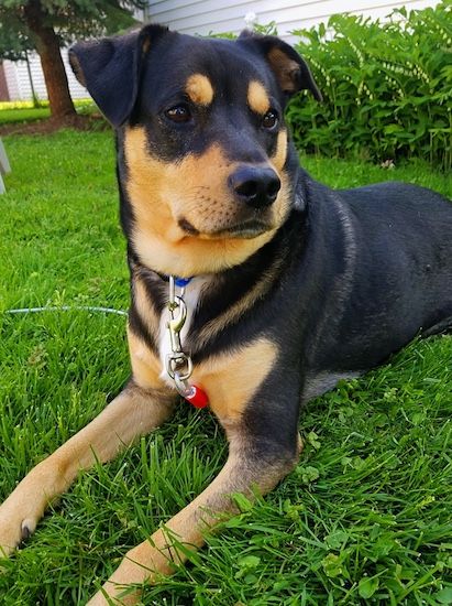 En stor sort og brunbrun hund med solbrune cirkler over hvert mørkt øje, en sort næse og en lysebrun snude med en lille smule hvid på brystet, der ligger i græs.