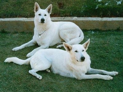 Sebanyak enam ekor anak anjing Gembala Putih Amerika bermain dengan dua gembala dewasa di sebuah ladang