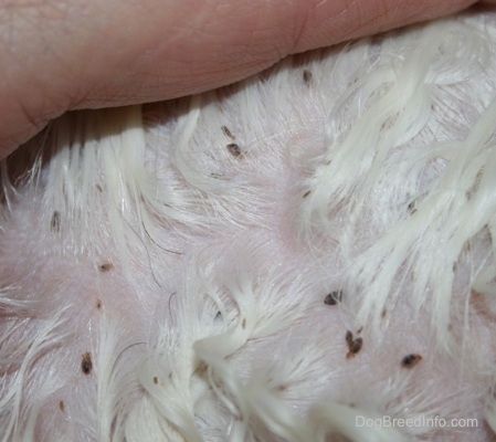 Cận cảnh - Một người đang vén bộ lông của một con chó trắng để phơi bày con rận của nó
