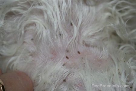 Den hvite pelsen til en hund med hundelus og personen med en gullring som deler pelsen for å få et bedre utseende