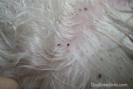 Aproape de blana lungă albă pe un câine cu firele despărțite pentru a arăta păduchii canini