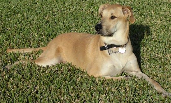 Jasnobrązowy pies dużej rasy z małą głową w porównaniu z grubym ciałem, długą kufą, czarnym nosem, czarnymi ustami, uszami odchylonymi na boki i długim ogonem leżącym w trawie.