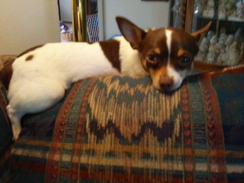 Malý trojfarebný biely, hnedý s pálením pes s hnedým nosom a veľkými ušami perk s očami v tvare mandlí, ktorý leží na zadnej strane gauča vo vnútri domu.