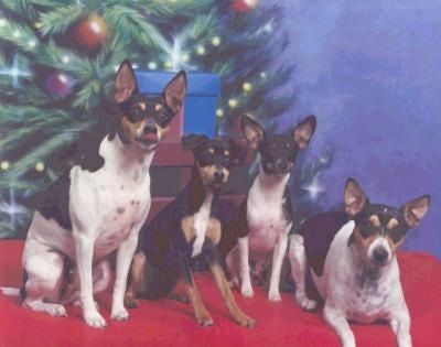 4 रैट टेरियर्स का एक पैकेट लाल कंबल पर बैठा और बिछा रहा है। पृष्ठभूमि पर एक क्रिसमस का पेड़ है। मध्य दो कुत्ते छोर पर स्थित कुत्तों की तुलना में छोटे होते हैं।