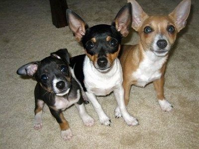 มุมมองด้านบนของ Rat Terriers สามตัวที่กำลังนั่งอยู่บนพรมสีน้ำตาลมองขึ้นไป สุนัขตัวแรกมีขนาดเล็กกว่าโดยมีหูข้างหนึ่งยื่นออกไปทางด้านข้างและอีกข้างหนึ่งปัดไปด้านหน้าและสุนัขอีกสองตัวมีขนาดใหญ่กว่าโดยมีหูเงยขนาดใหญ่