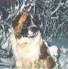 Крупный план - коричнево-белый с черным Московский сторожевой пес сидит в снегу и смотрит направо.
