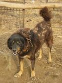 Черно-коричневый с подпалом гималайский пес Чамба Гадди стоит в грязи. Его голова опущена, а рот открыт.