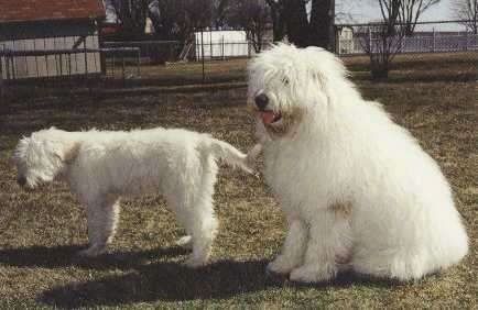 Bahagian kiri seekor anak anjing Ovtcharka Rusia Selatan berwarna putih yang berdiri di seberang halaman, di sebelah kanannya adalah seekor anjing Ovtcharka Rusia Selatan berwarna putih dewasa. Mereka berdua melihat ke kanan.
