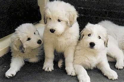 Tiga anak anjing Ovtcharka Rusia Selatan yang berbulu sedang duduk dan berdiri di beranda depan.
