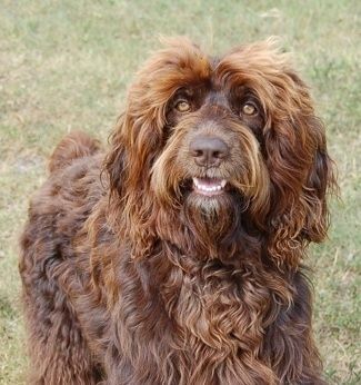 Дугодлаки таласасто пресвучени чоколадни пас са белим Спрингердоодле псом стоји у трави, гледа горе и лево, а уста су му отворена. Има златно смеђе очи.