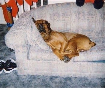 Nešiok Boxweiler miegodamas ant pagalvės ant sofos