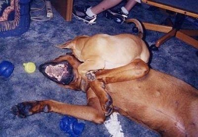 Biarkan Boxweiler berbaring di punggungnya bermain-main dengan anak anjing Rascal the Boxweiler