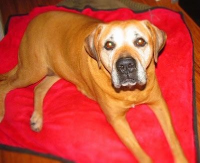 Крупный план - Боксвейлер Хлоя лежит на ярко-красной собачьей подстилке и смотрит на держатель камеры.