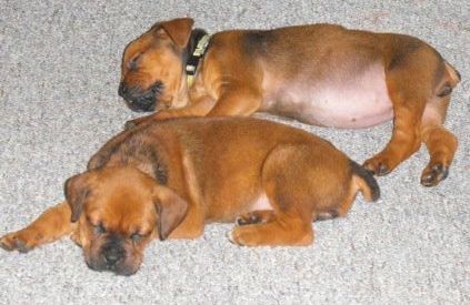 Dua anak anjing Boxweiler tidur di atas permaidani kelabu