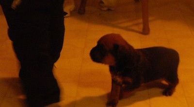 Boxweiler kiskutya, séta a padlón, nézi az ember lábát