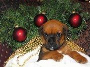 Izbliza - štene Boxweilera koje leži ispod božićnog drvca