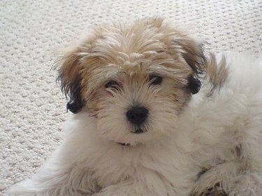 Un soffice cucciolo di La-Chon bianco con marrone chiaro e nero è sdraiato su un tappeto marrone chiaro e non vede l