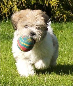 Изглед отпред - Бяло с тен и черно кученце La-Chon тича по тревата с цветна зелена, жълта, синя и червена топка в устата си