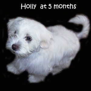 흰색 La-Chon 강아지가 검정색 배경에 합성됩니다. 왼쪽을보고 있습니다. 5 개월의 Holly라는 단어가 오버레이됩니다.