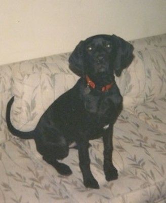 Црни пас велике расе, дугог репа и великих широких, меканих ушију спуштених до бокова, у црвеној огрлици, седећи на каучу од преплануле тканине.