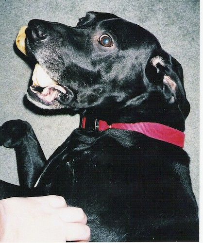 Сјајни црни пас положен на сиви тепих с кости у устима. Особа мази пса.
